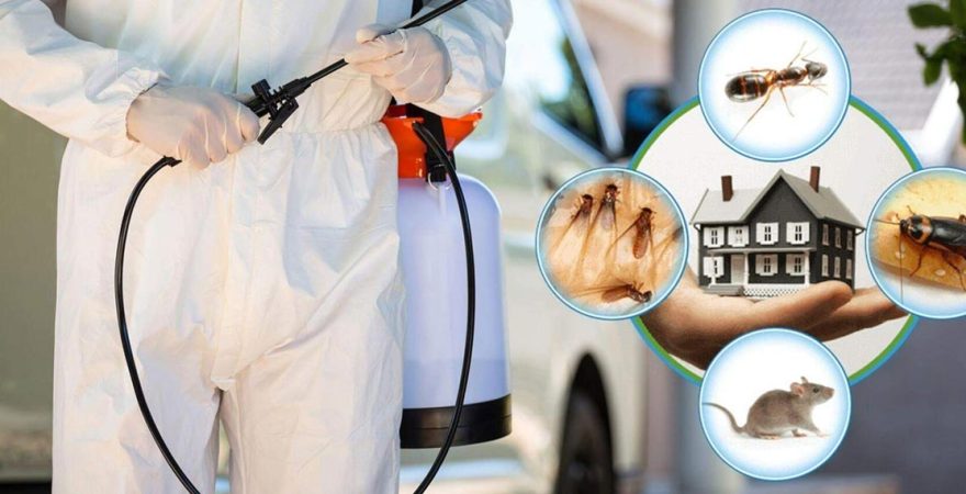 Beyoğlu Böcek İlaçlama