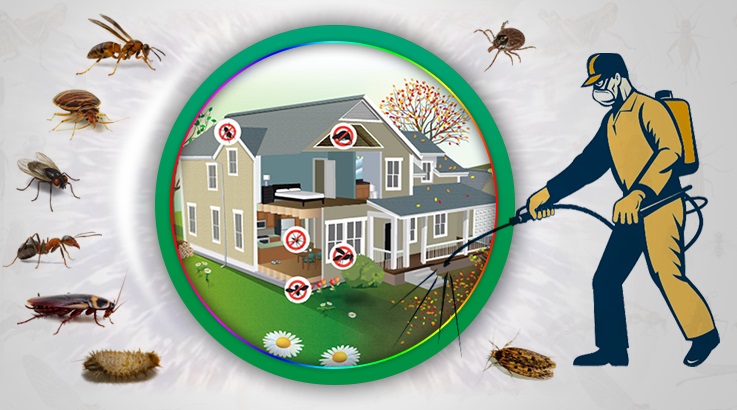 Beyoğlu Böcek İlaçlama