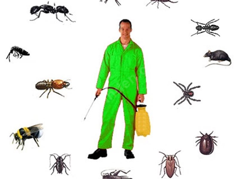 Beyoğlu Böcek İlaçlama